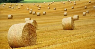 Hatalmas hír jött a magyar agráriumról, ilyen még nem volt Magyarországon!