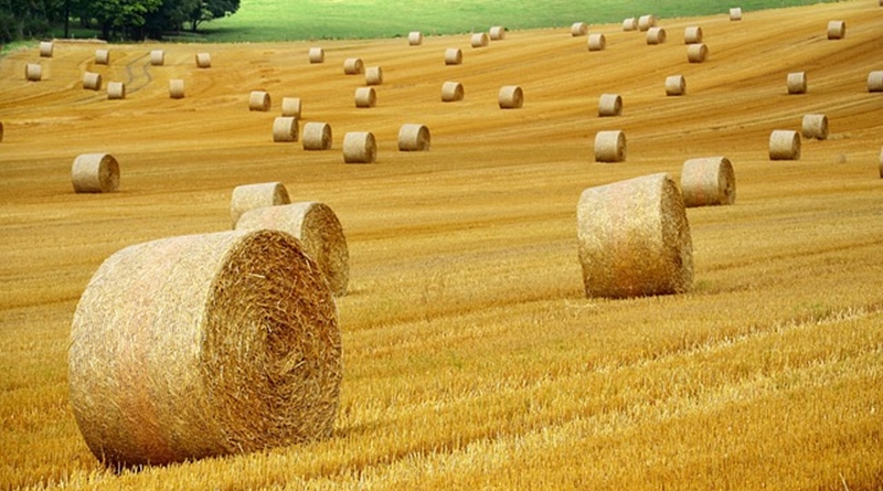 Hatalmas hír jött a magyar agráriumról, ilyen még nem volt Magyarországon!