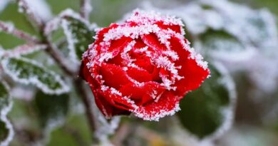 Sarkvidéki hideg jön! Zárj be mindent, fűtsd fel a házat és ha nem muszáj, ne indulj útnak